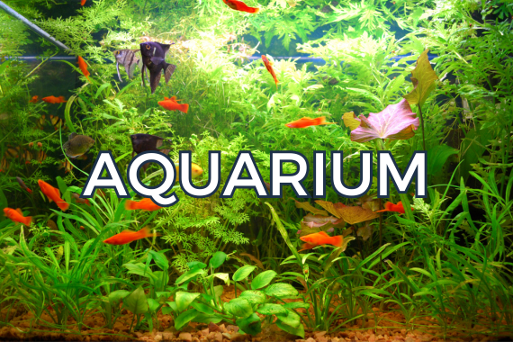 aquarium